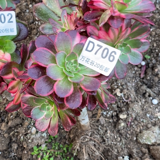 706黑魔锦多肉植物砍过