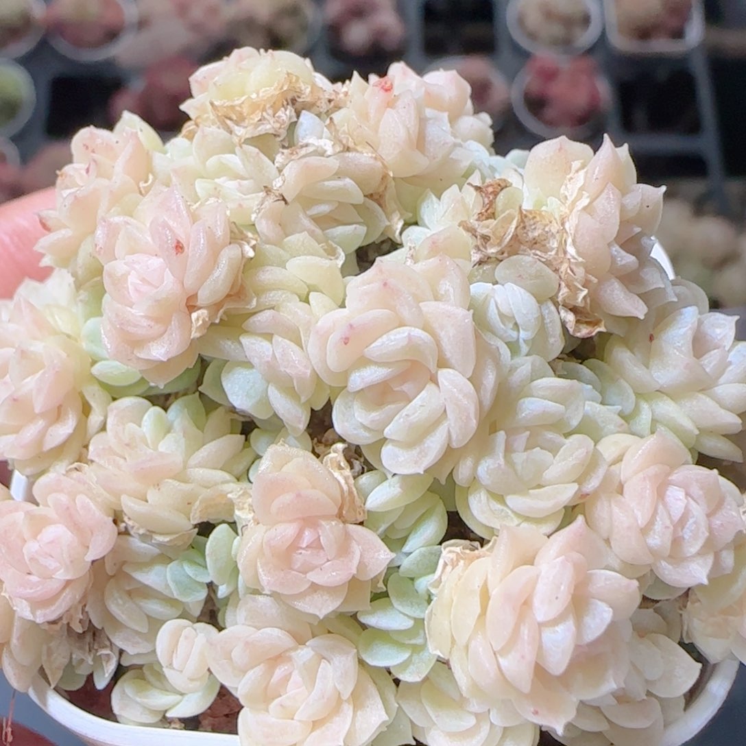 花语多肉1227-67散