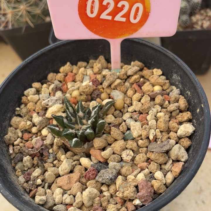 实生黑牡丹一棵0220