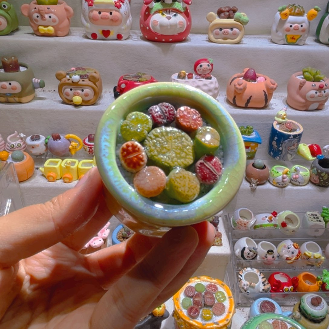 038高端多肉带盆土一套9.9