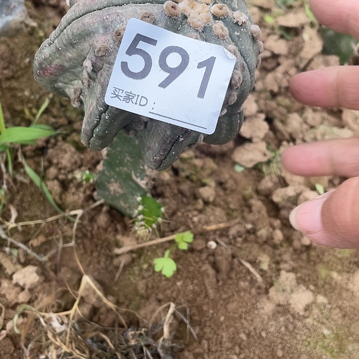 璐***姐仙人球海星591号一个