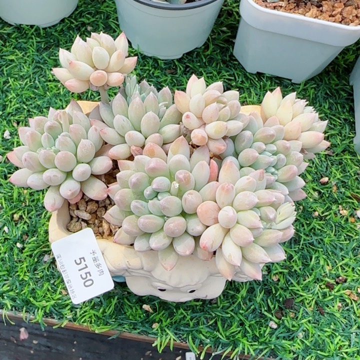 奶糖，5150多肉植物