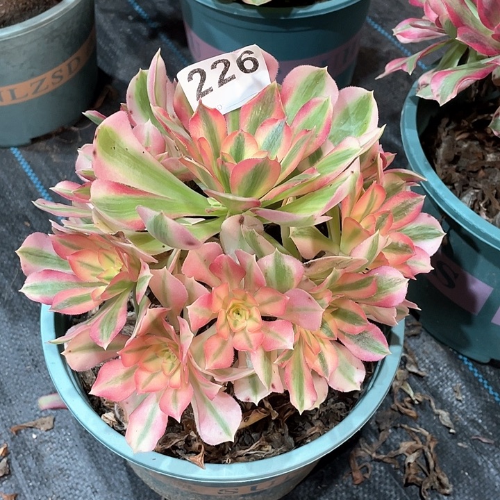 粉女巫226  冠幅19