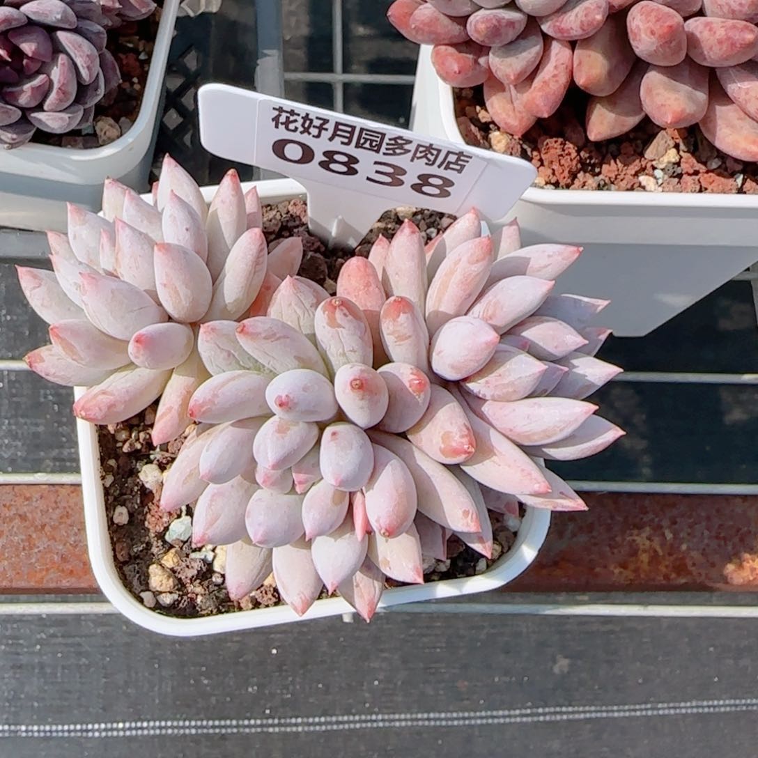 妞*熊多肉植物0838…………