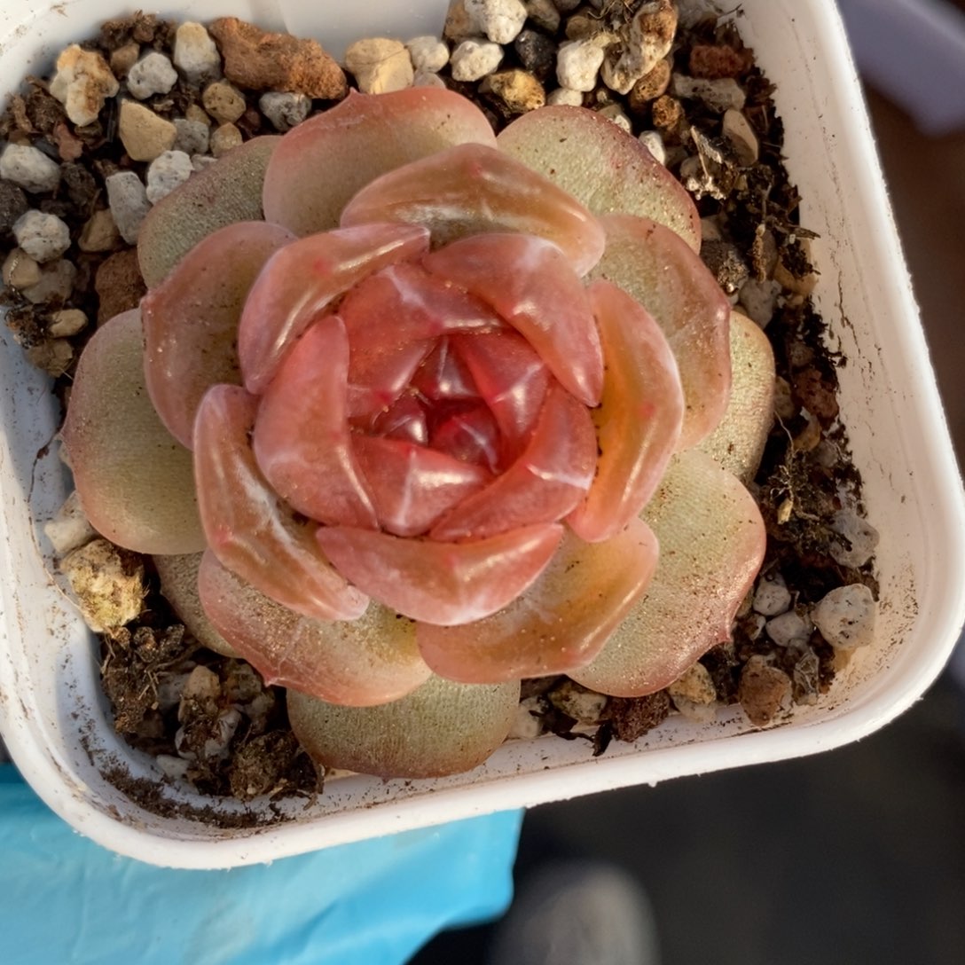 160东篱下多肉植物盆栽