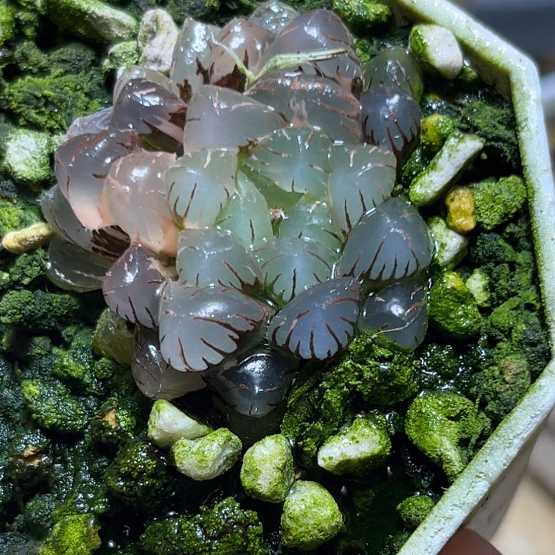 恭喜发财大吉大利958