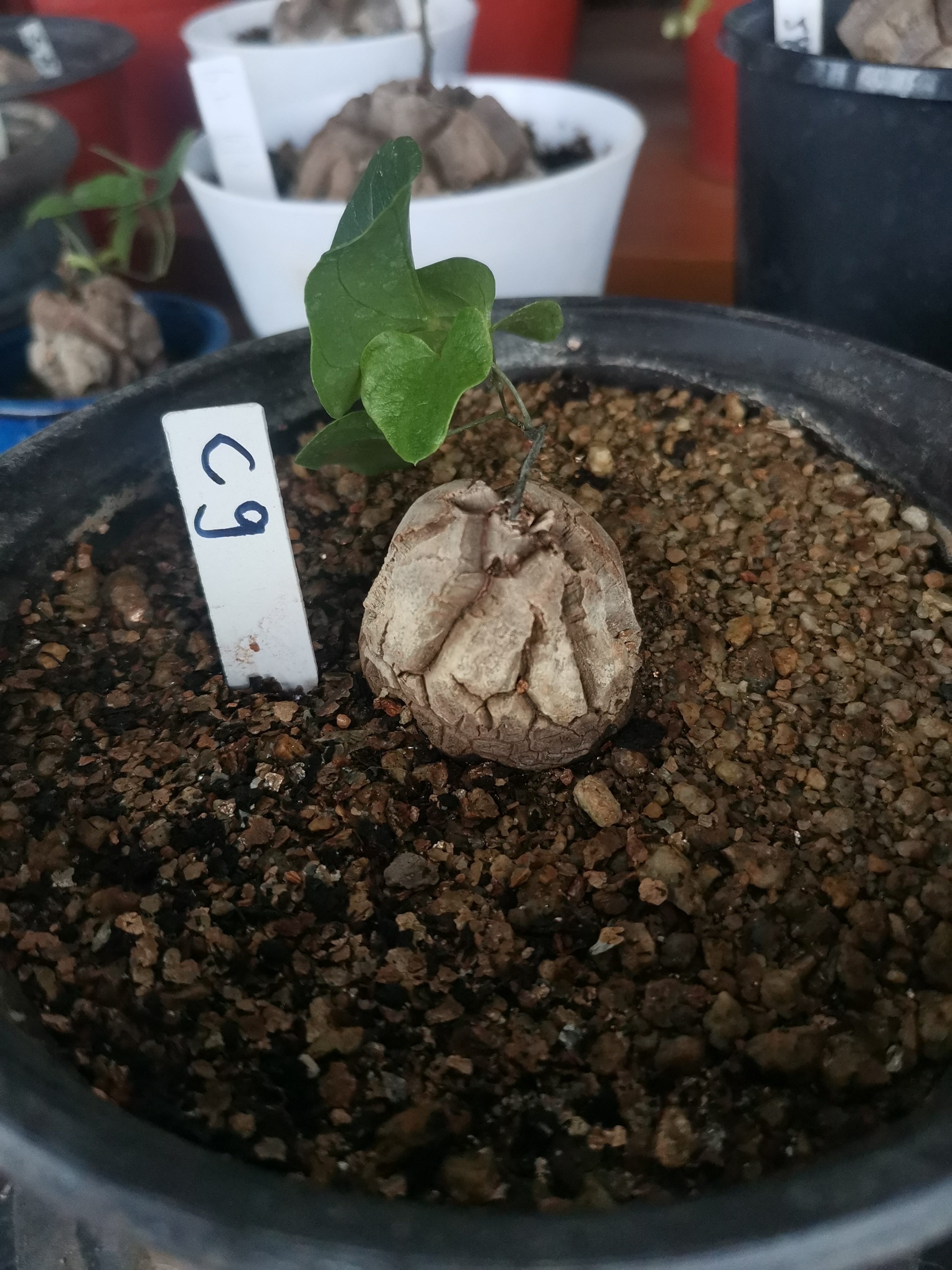 cg南非块根植物龟甲龙