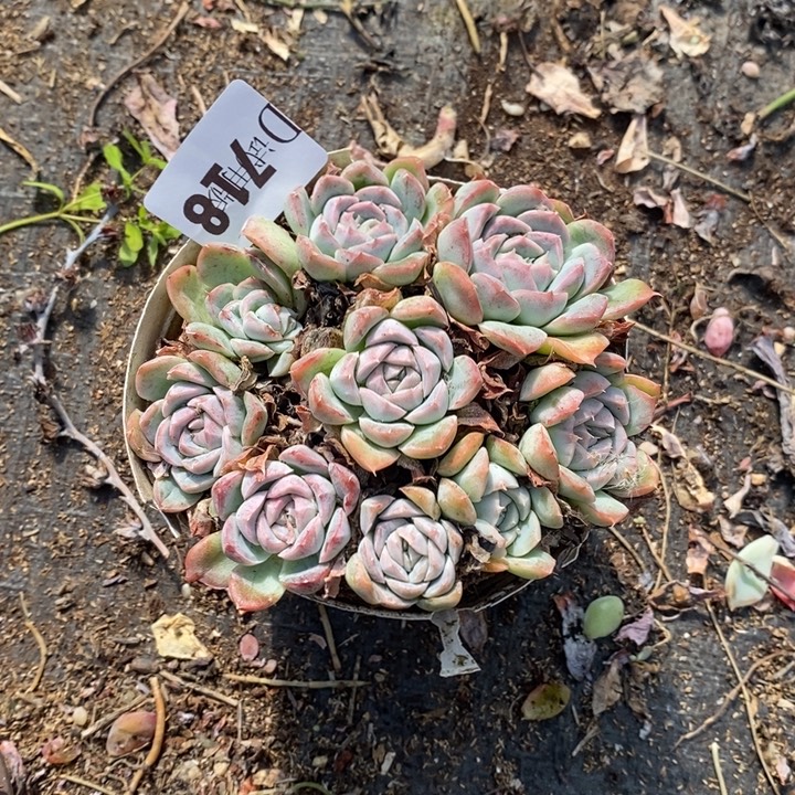 邶***贝718香妃月影多肉植物