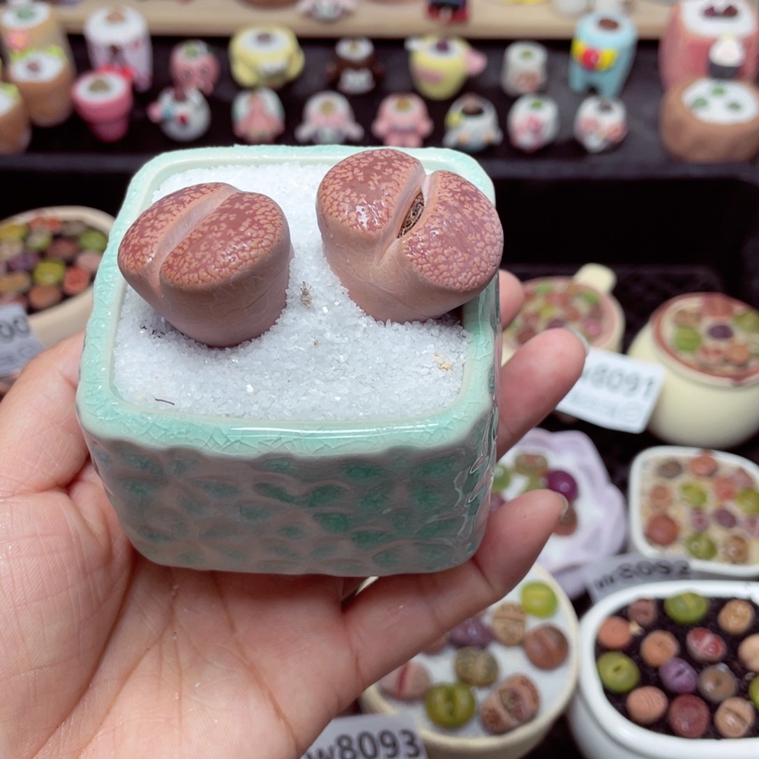 w8108 带盆土发货-零下地区拍保温箱