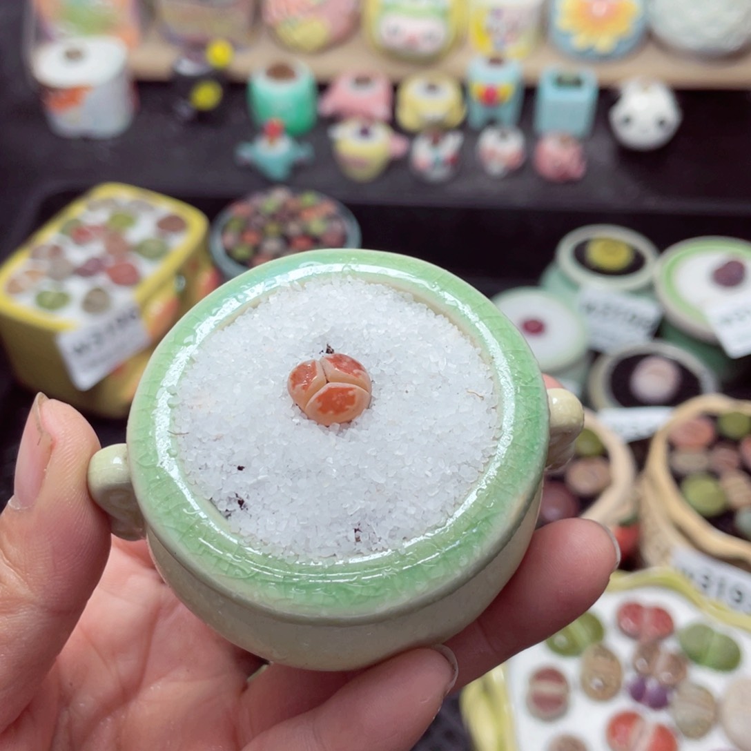 w3201 带盆土发货-零下地区拍保温箱