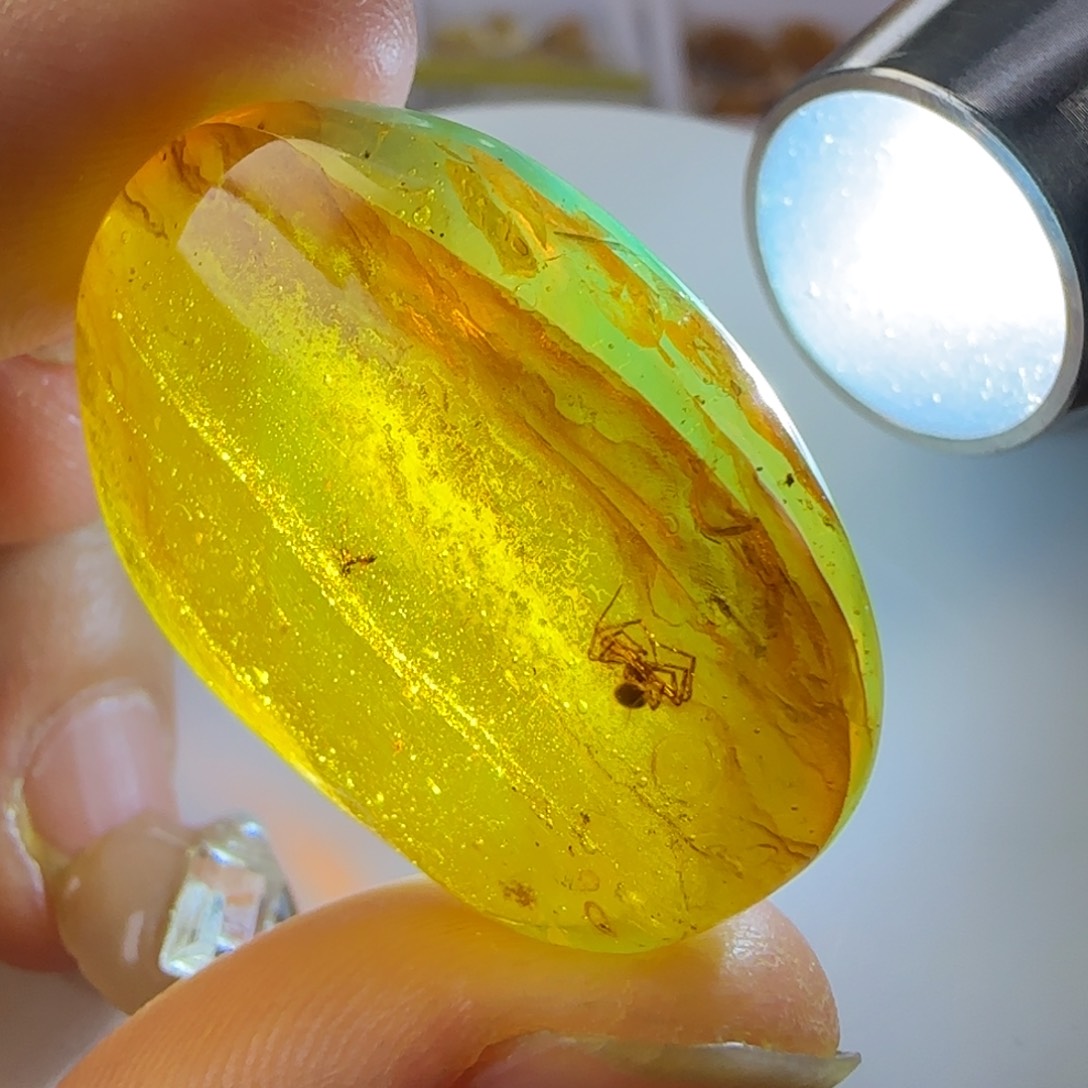 琥珀裸石未镶嵌蜘蛛