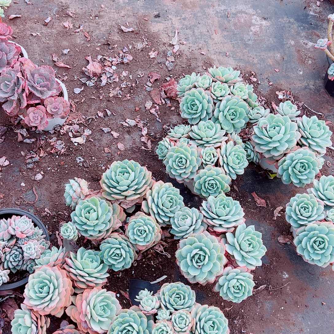 果冻恋曲多头群生