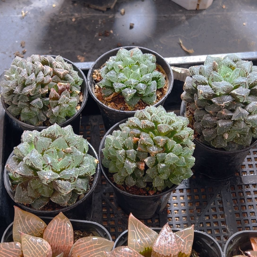 万象盆魔刺寿多肉多肉多肉一颗