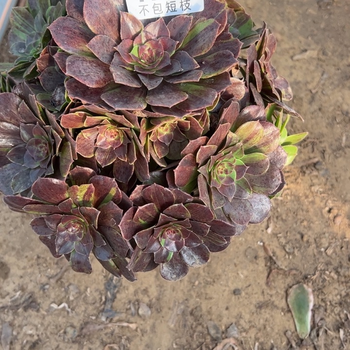 花月夜多肉植物法师4769