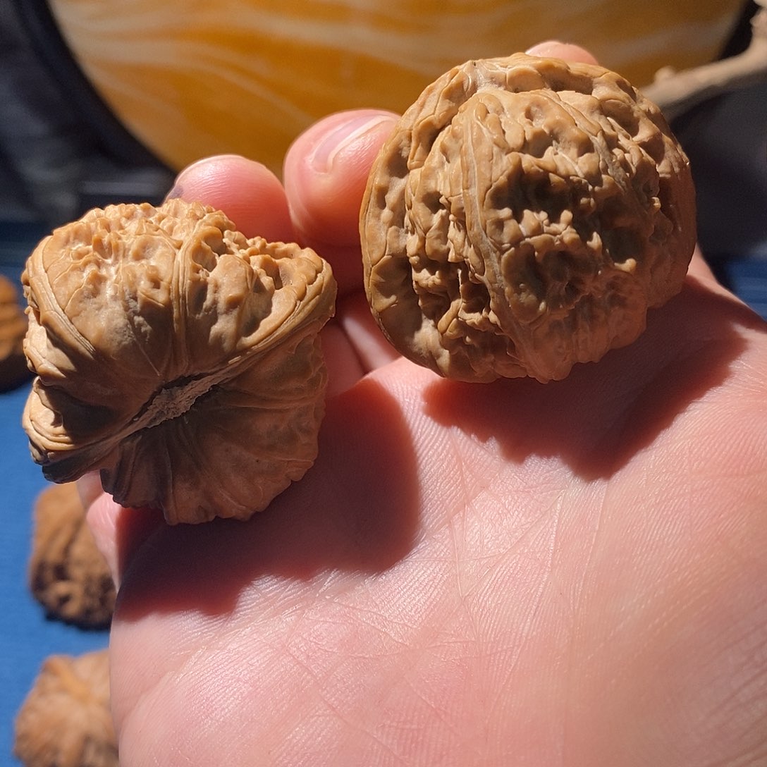 文玩核桃把件42白狮子