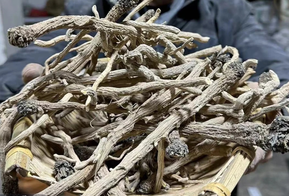 云南土特产板蓝根山货