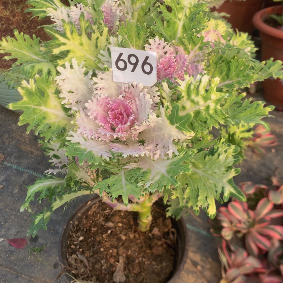 696甘蓝多肉植物