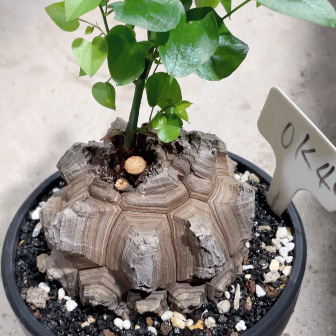 精品龟甲龙123456