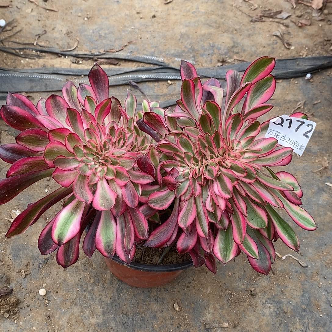 172香奈鹅缀多肉植物