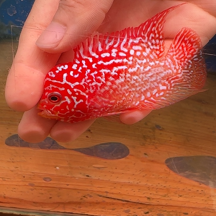-***-罗汉鱼火凤凰888888888