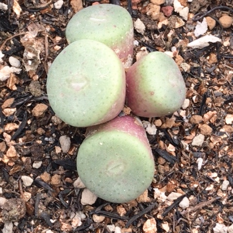 多肉肉锥紫花毛饼