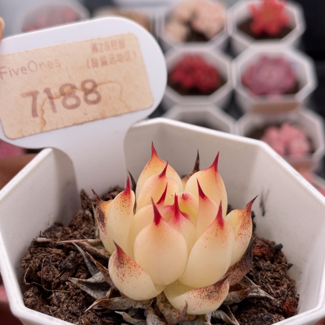 托斯卡内利7188-3.5厘米