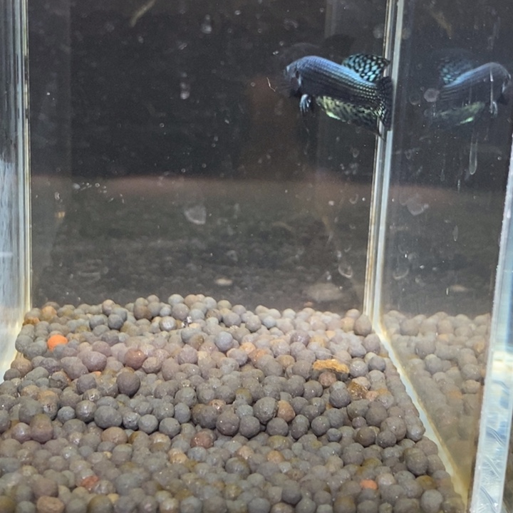 斗鱼泰国斗鱼256号