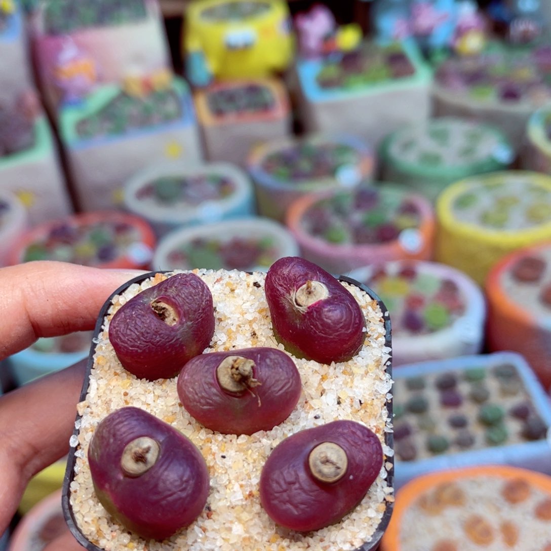 494。8888888888888883