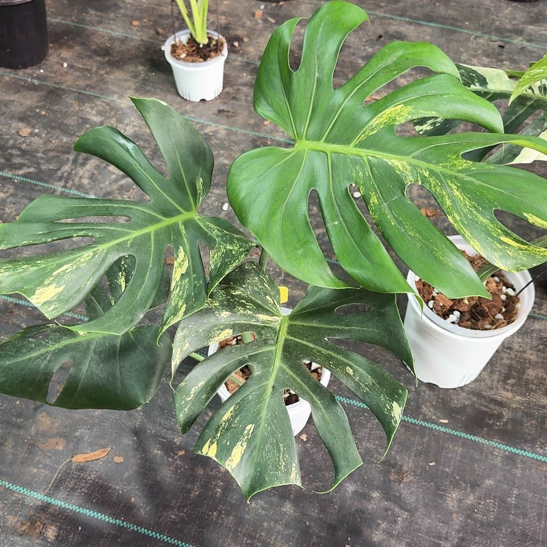 无花朵狮***柠檬泡泡D4