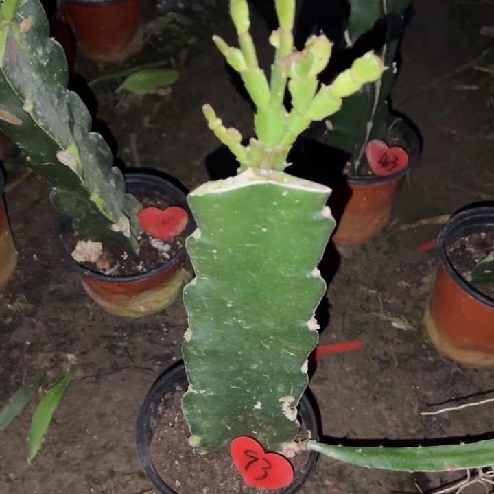 *****当前无花栽培后可以开花红羽毛93