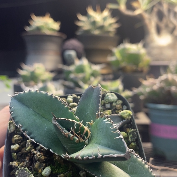 【闪购商品】美杜莎