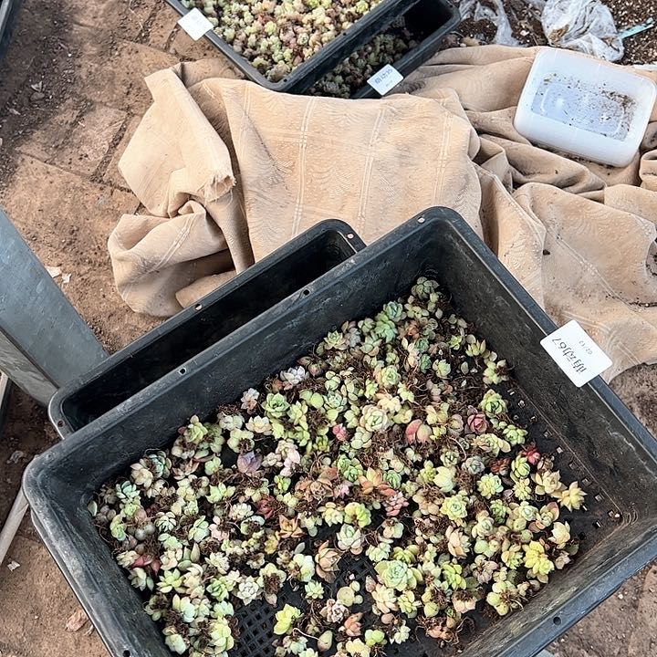 小卡拉蜜保底100颗饭盒装量拍
