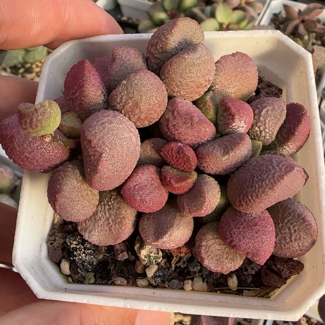 夏娃水泡多肉植物