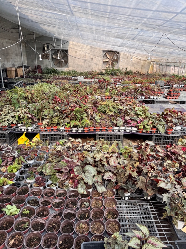 清棚战损秋海棠两颗包邮