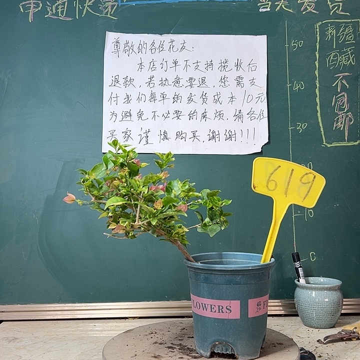 完全开放不斑叶米罗619