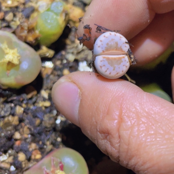 488888888888888888778