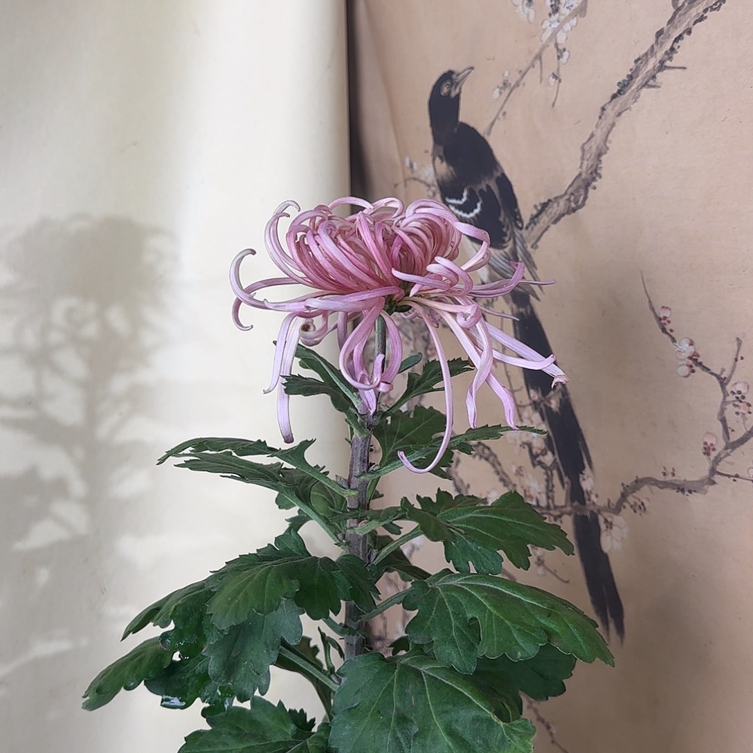 全部花朵G22222222