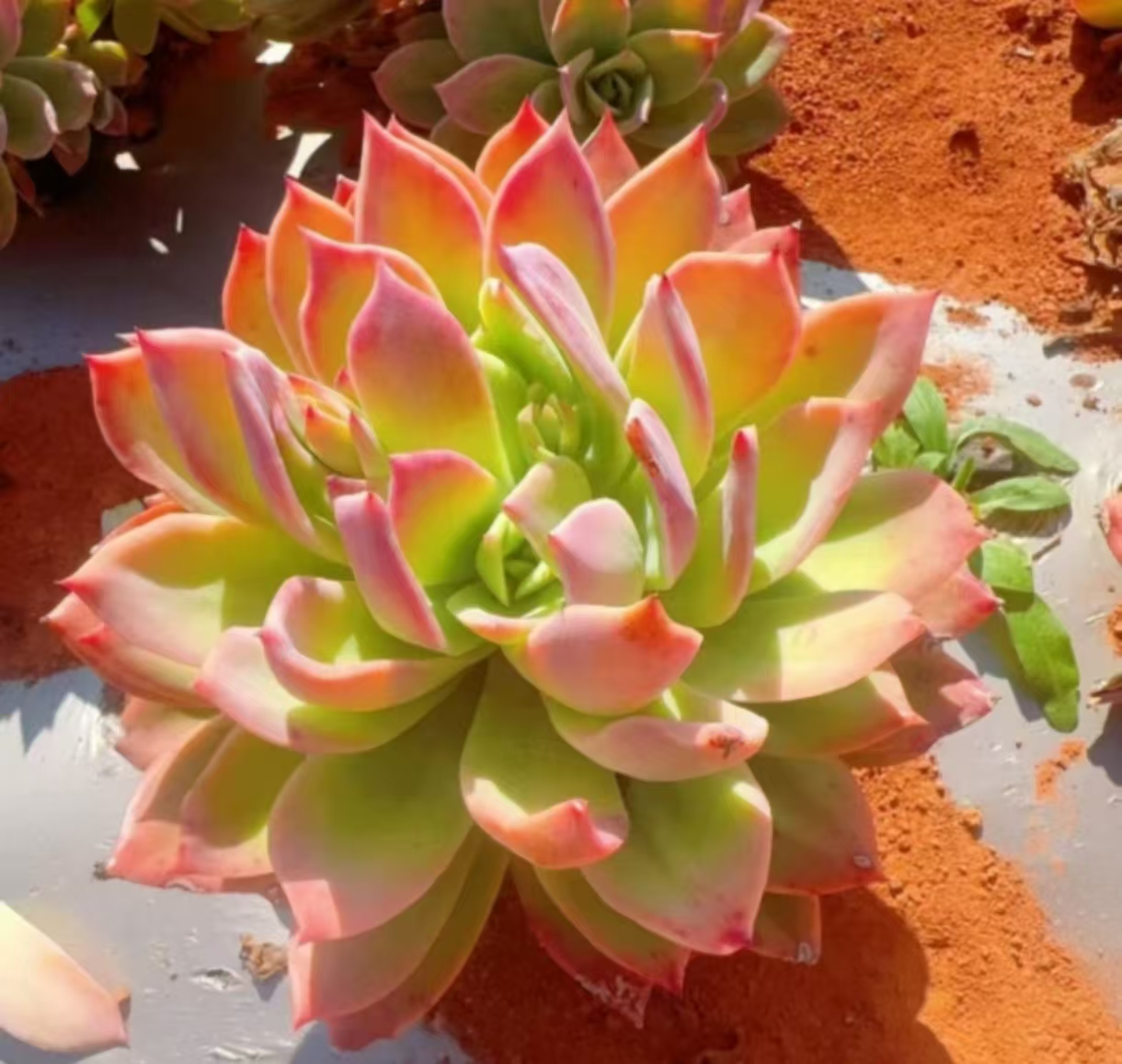 乔伊仙子拍一发二 新手好养精品多肉绿植园艺种植多肉办公室