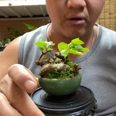 红陶一物一拍所见即所得45