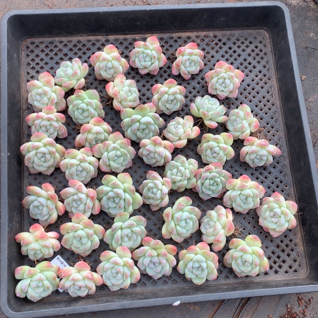  40颗冰玉    新疆西藏内蒙古不包邮