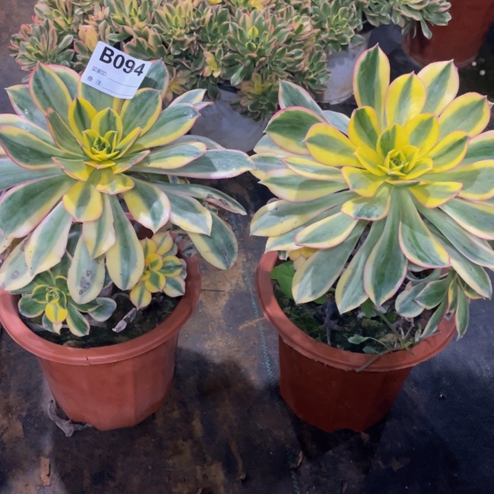 崔***️094灿烂11111多肉