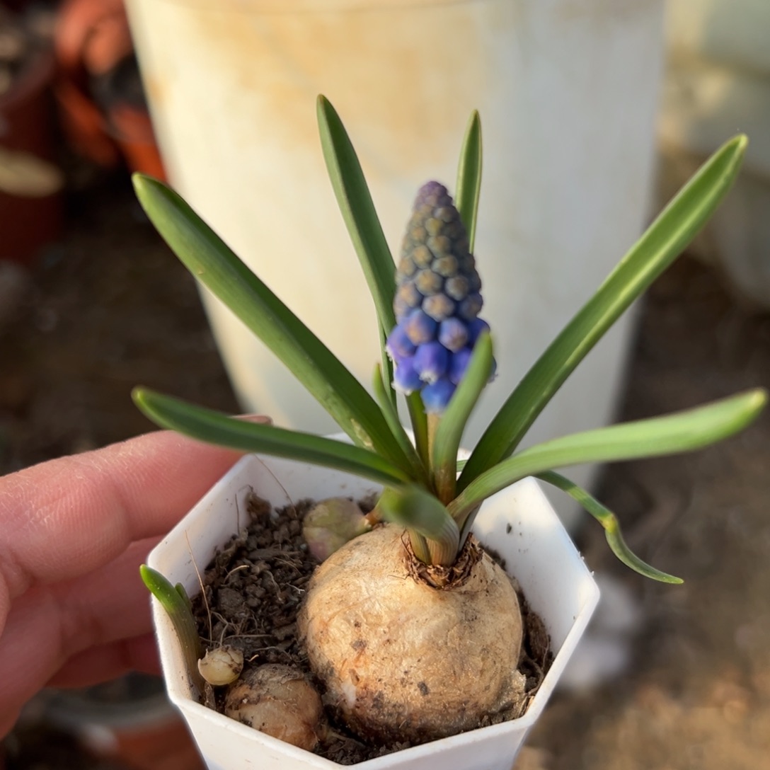多肉植物葡萄风信子