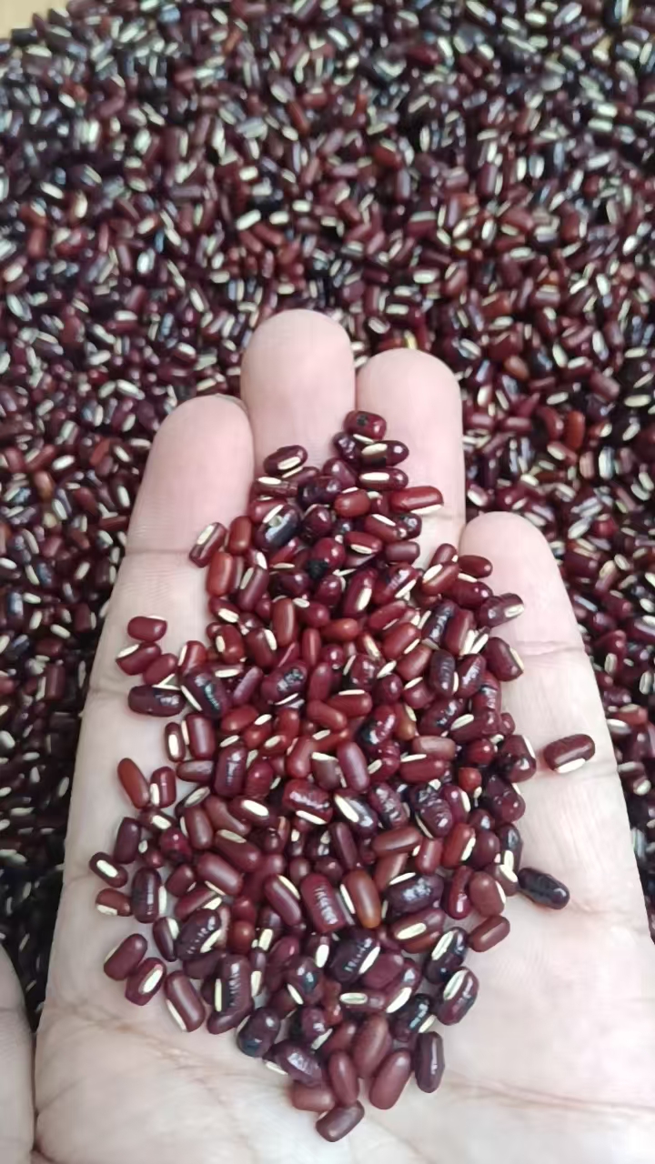 精选农家赤小豆煲汤煮水500g