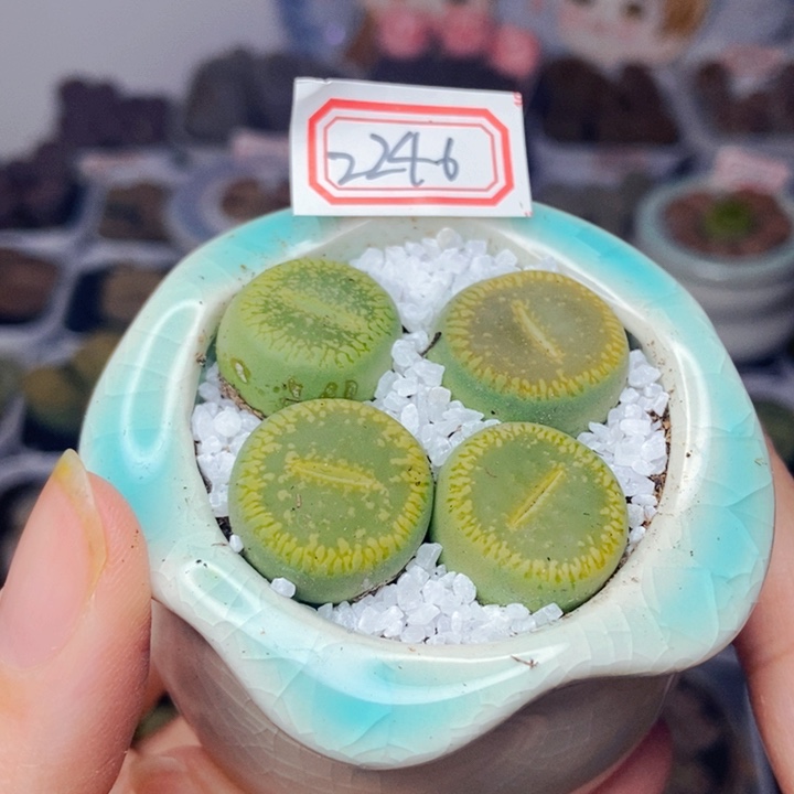 樱桃爱妃们的美肉