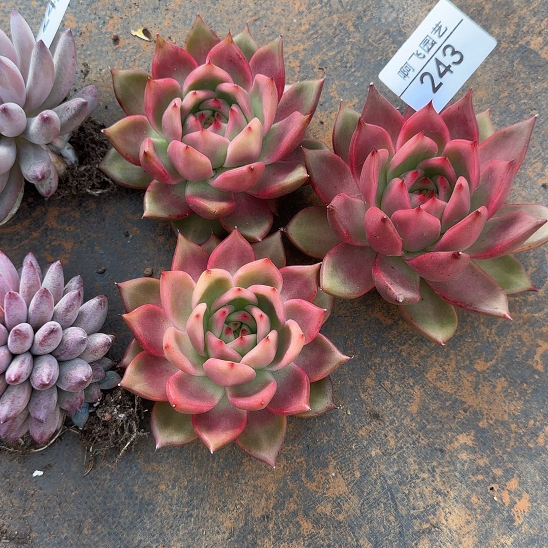 『***』243多肉 水晶之恋多肉 3颗