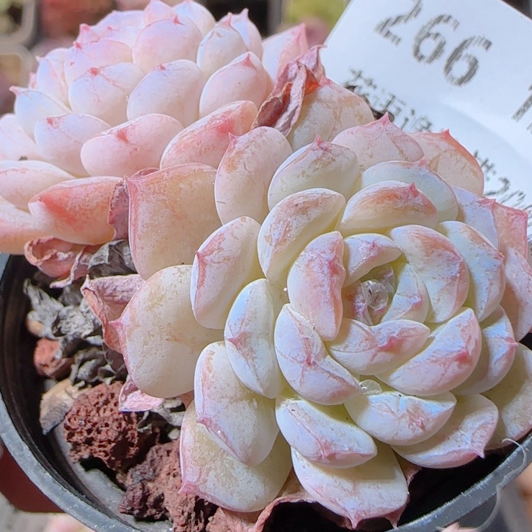 花语多肉1205-266