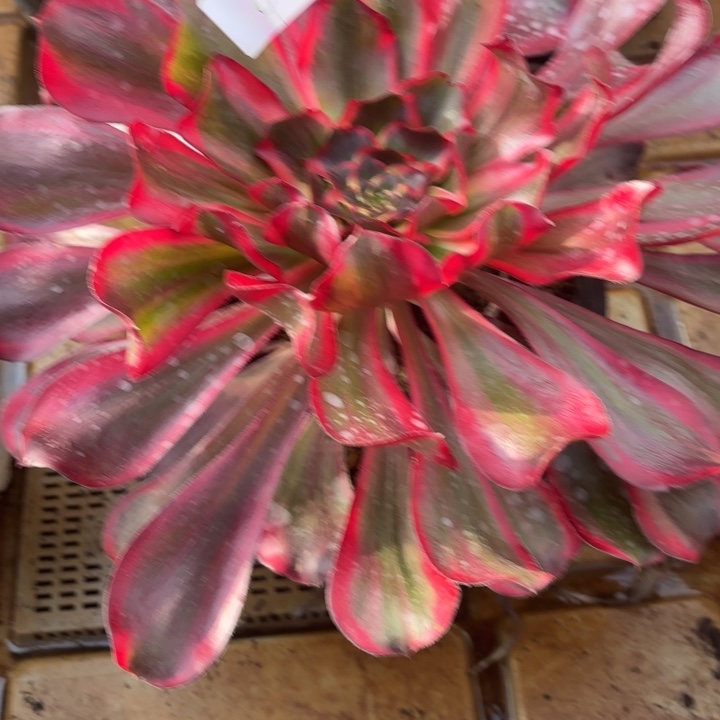 云南红魔女好看4号