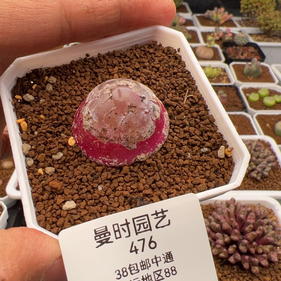 2.10大灯泡多肉植物476