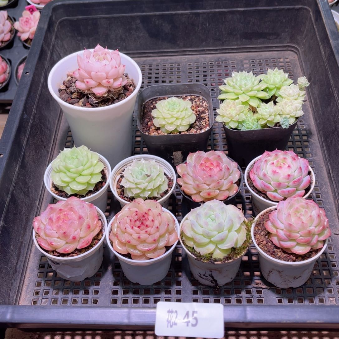 红陶花利美2-45框拍11颗