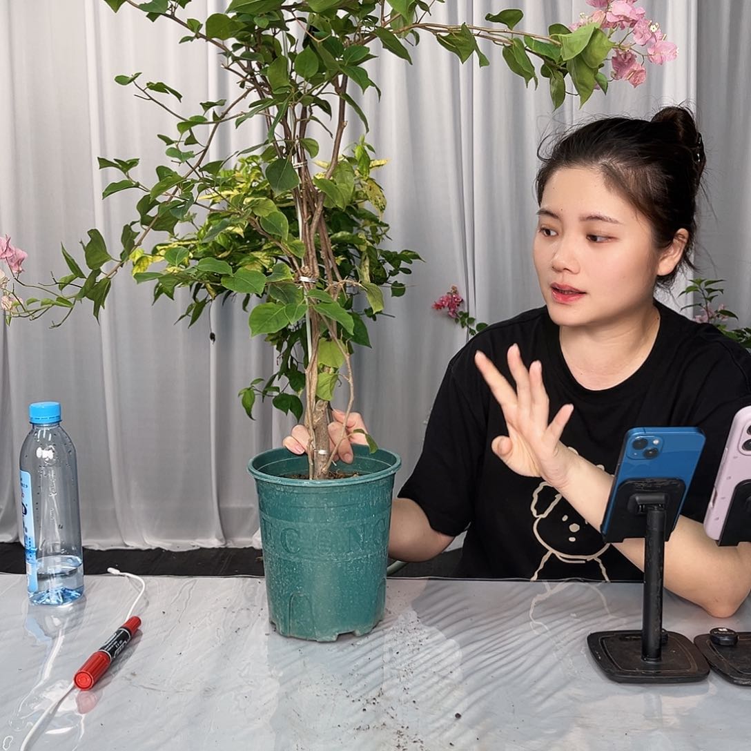 大部分开放少量花苞红粉佳人带竹一颗